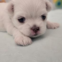Blue - White male Maltese puppy in Victoville, California from T&C Maltese