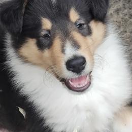 Lucky - Black white and tan male Collie puppy in Salineville, Ohio from Aryggeth Collies