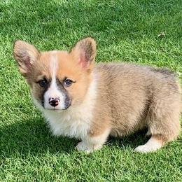 Pembroke Welsh Corgi Puppies from West Lake Corgis