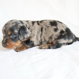 Jasmin - Dapple female Dachshund puppy in Fredericksburg, Ohio from William's Dachshunds