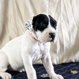 Snowflake - Black and white Great Dane puppy in Gonzales, Louisiana from Anstatt House Of Danes