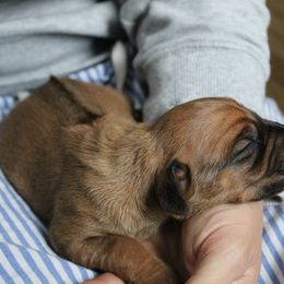 Rhodesian Ridgeback Puppies from Supernova Ridgebacks