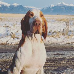Angus - Bracco Italiano