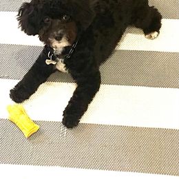 Maltipoo and Poodle All Grown Up from Poodles Are Mixy