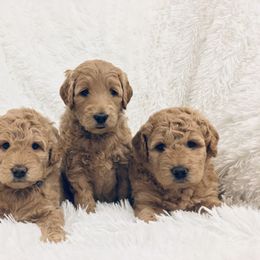 Goldendoodle and Poodle Puppies from Reddy Poodles & Doodles