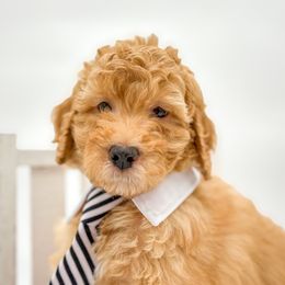 Alvin - Apricot male Aussiedoodle puppy in Nebraska from Nosie Posie
