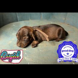 Cupid - Wild boar female Dachshund puppy in Livingston, Kentucky from Illyria Dox & GSD