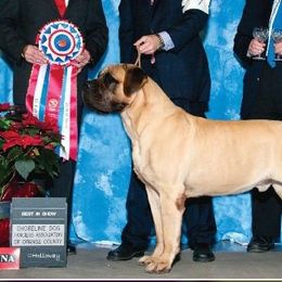 French Bulldog and Mastiff All Grown Up from Divine Mastiffs Ashlan French Bulldogs