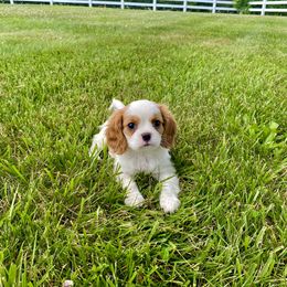 Cavalier King Charles Spaniel Puppies from Sunset Valley Cavaliers