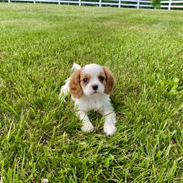 Cavalier King Charles Spaniel Puppies from Sunset Valley Cavaliers