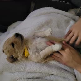 Goldendoodle Puppies from 3 Willows Goldendoodles