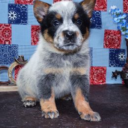 Australian Cattle Dog and Pembroke Welsh Corgi Puppies from Heelers in Texas