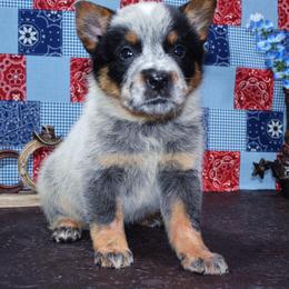 Australian Cattle Dog and Pembroke Welsh Corgi Puppies from Heelers in Texas