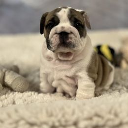 Bulldog Puppies from Sweet Rolls