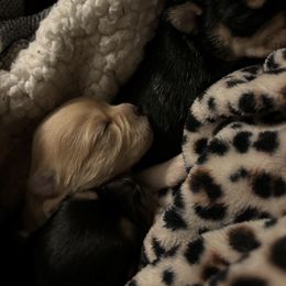Chihuahua Puppies from Van Ausdoll Kennels
