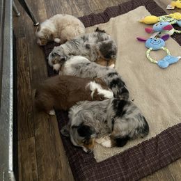 Miniature Australian Shepherd Puppies from Bar C Aussies