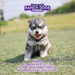Giulina - Silver and white female Pomsky puppy in Humeston, Iowa from M.A.R. Dogs