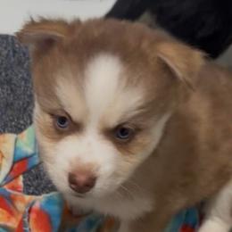 Chase - Red and white male Pomsky puppy in Spring Hill, Florida from PDQ Pomskies