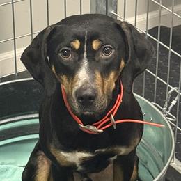 Jak - Catahoula Leopard Dog