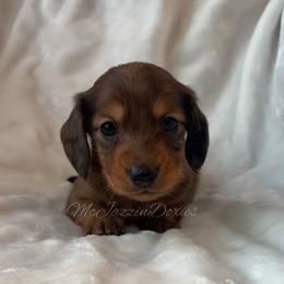 Dapple boy 2 - Dapple male Dachshund puppy in Chehalis, Washington from McJazzin Doxies
