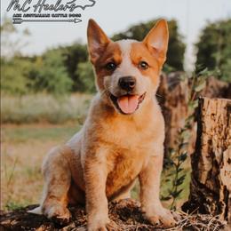 Riot - Red speckled male Australian Cattle Dog puppy in Waxahachie, Texas from MC Heelers