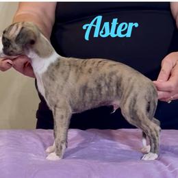 Aster - Fawn brindle male Whippet puppy in Brooksville, Florida from Phasion Whippets Kimberly & Paul Norton Sr.