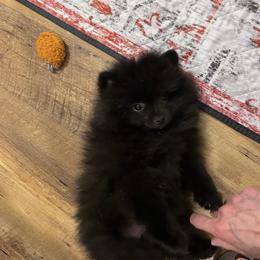 Jack (Three's Company) - Black male Pomeranian puppy in Plano, Texas from Madison Park Poms