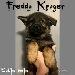 Freddy Kruger - Sable male German Shepherd puppy in Lewisburg, Kentucky from RED’s German Shepherds