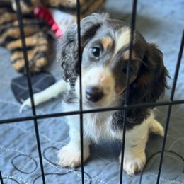 Raven - Blue and tan female Dachshund puppy in Kissimmee, Florida from Mini Doxie Cuties