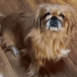 Donna - Pekingese