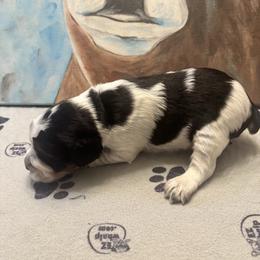 Cody - Black white and tan male English Springer Spaniel puppy in Braidwood, Illinois from A & R Springers