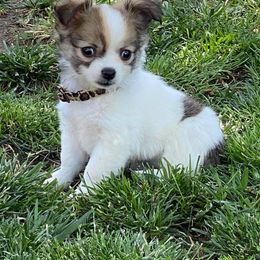 Chihuahua All Grown Up from D's Darling AKC Long Hair Chihuahuas