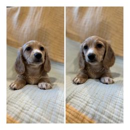 Dachshund Puppies from McJazzin Doxies