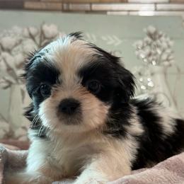 Grey Sky - Black and white female Shih Tzu puppy in Zephyrhills, Florida from Mary’s Shih Tzus