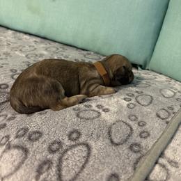 Brown boy - Sable male Dachshund puppy in Live Oak, Florida from The Weenie Herd Mom
