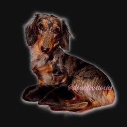 Mavi - Dachshund