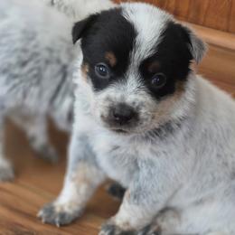 Dolly - Blue female Australian Cattle Dog puppy in Red Bluff, California from 3R Ranch / Australian cattle dogs
