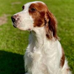 Irish Red and White Setters from Ridgepoint