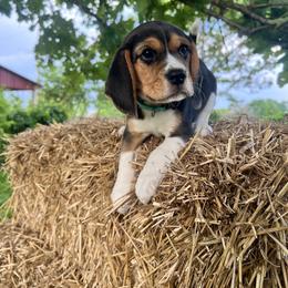 Beagle Puppies from Leslie Beagles of Leslie Farm