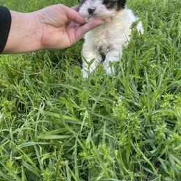 Teeny tiny parti boy - Parti male Yorkshire Terrier puppy in Yukon, Oklahoma from Tiffs Yorkie babies