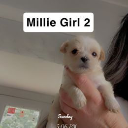 Girl 2 - White female Morkie puppy in Pittsburgh, Pennsylvania from Maria's Morkies & More