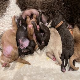 Goldendoodle Puppies from O’Doodle Clan Goldendoodles