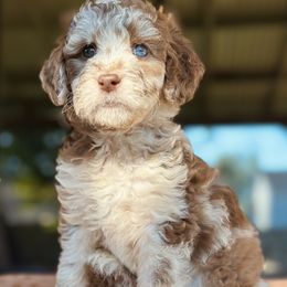 Aussiedoodle, Bordoodle, Goldendoodle, and Poodle Puppies from Calena’s Doodle Pups