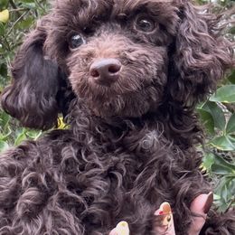 Mocha  TINY - Brown female Poodle puppy in Orlando, Florida from Denise’s Puppies