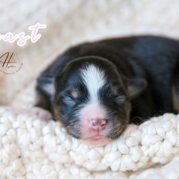 Toast - Black tri female Toy Australian Shepherd puppy in Charlestown, Indiana from Hydden Aussies