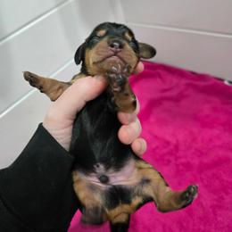 Black and Tan 2 - Black and tan male Dachshund puppy in Fulton, Missouri from New Hope Dachshund Puppies