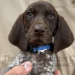 DiMaggio Blue collar - Liver roan male German Shorthaired Pointer puppy in Six Mile, South Carolina from The Proper Pointer Co.