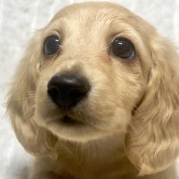 Confetti - Cream male Dachshund puppy in Sacramento, California from MiniDoxPups