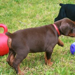 Doberman Pinscher Puppies from Sun Country Dobermanns