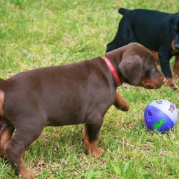 Doberman Pinscher Puppies from Sun Country Dobermanns